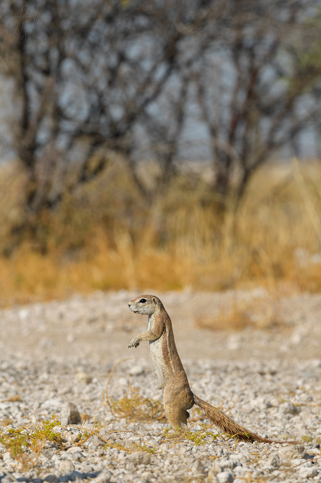 veverka kapská - Xerus inauris