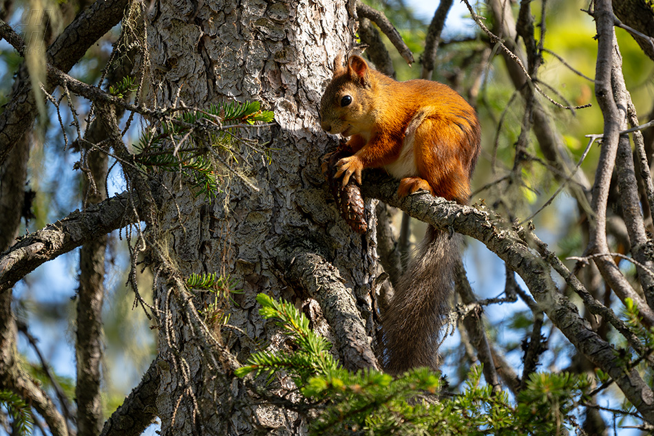 veverka obecná - Sciurus vulgaris