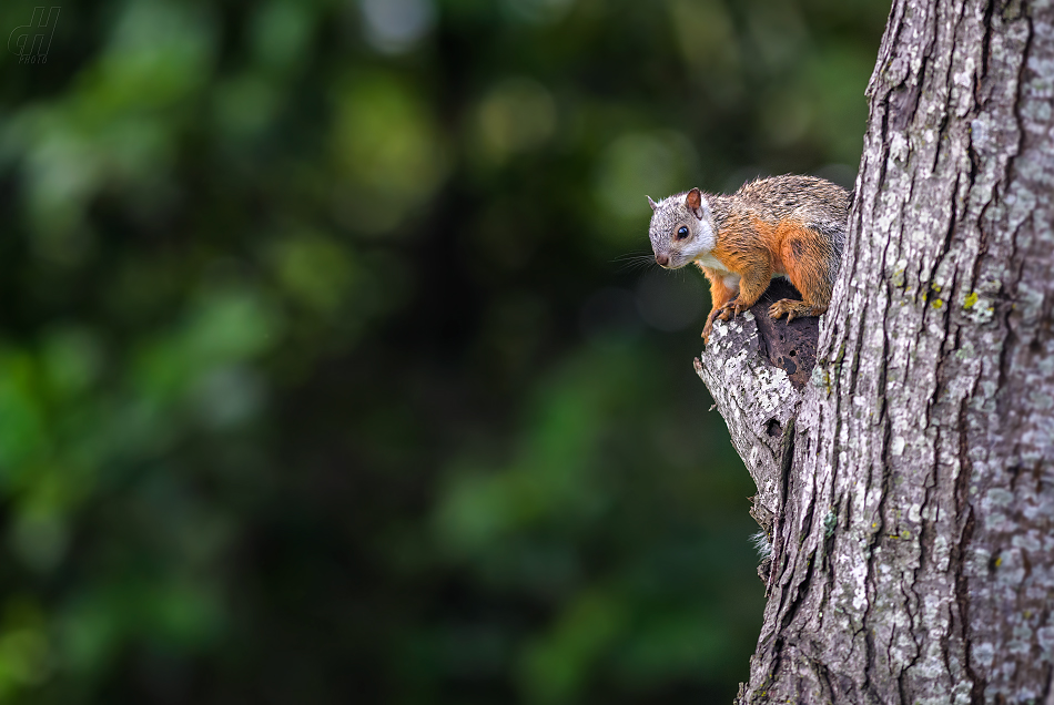 veverka proměnlivá - Sciurus variegatoides