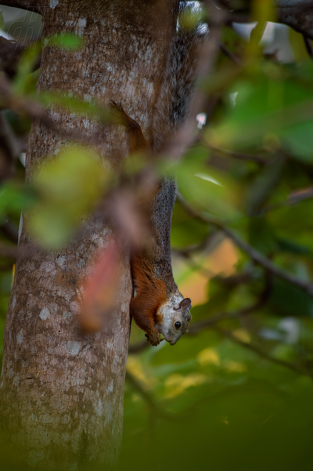 veverka proměnlivá - Sciurus variegatoides