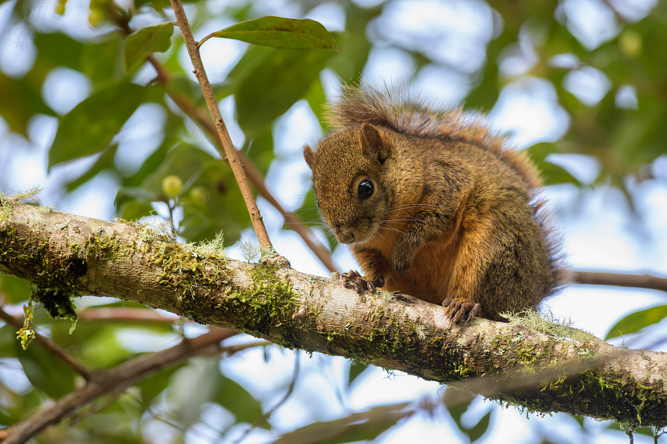 veverka proměnlivá - Sciurus variegatoides