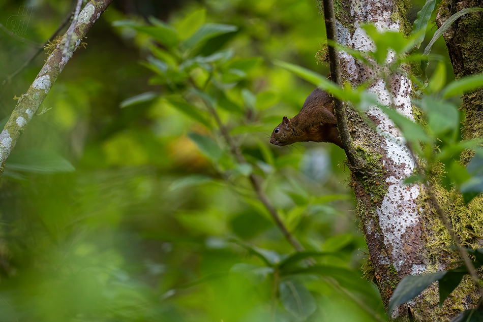 veverka proměnlivá - Sciurus variegatoides