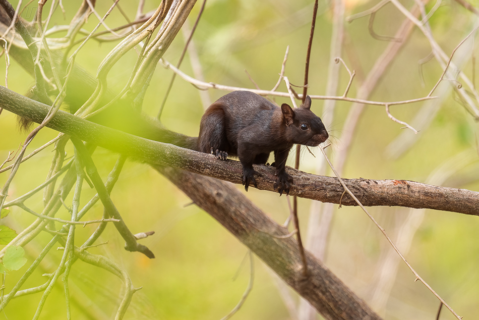 veverka proměnlivá - Sciurus variegatoides