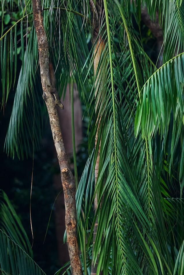 veverka znamenaná - Callosciurus notatus