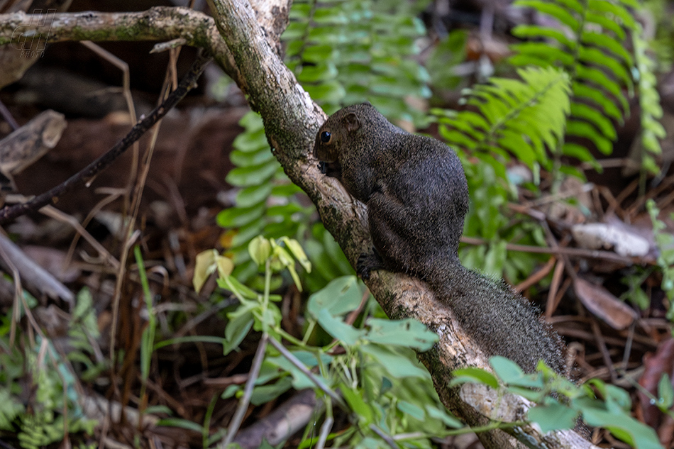 veverka znamenaná - Callosciurus notatus