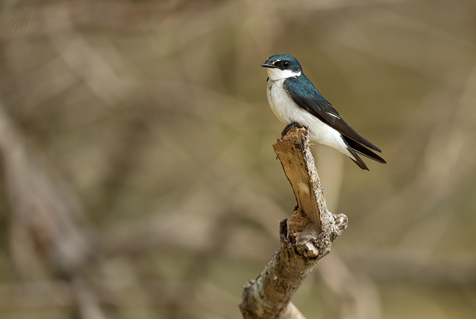 vlaštovka mangrovová - Tachycineta albilinea