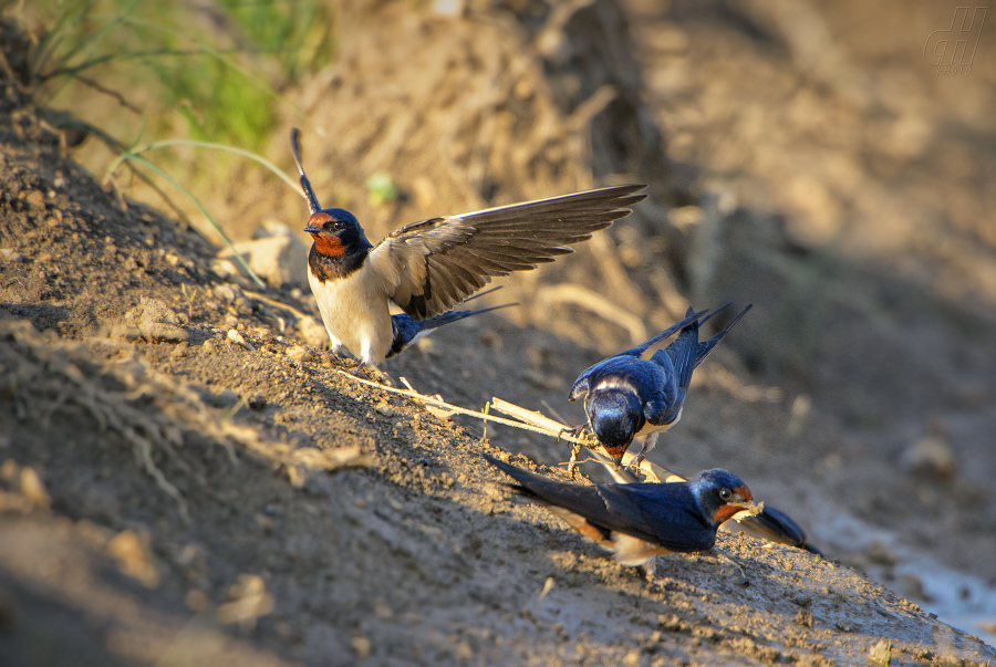 vlaštovka obecná - Hirundo rustica