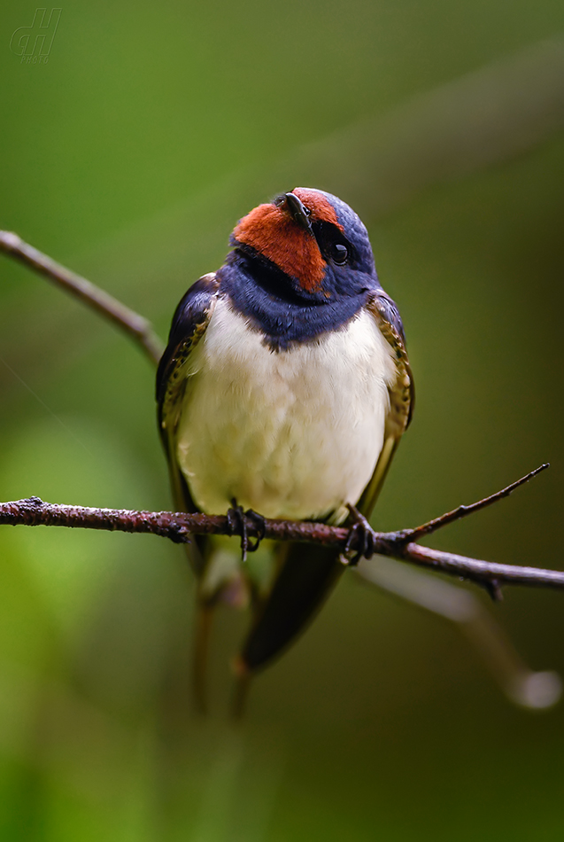 vlaštovka obecná - Hirundo rustica