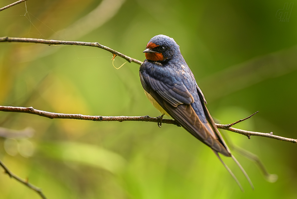 vlaštovka obecná - Hirundo rustica