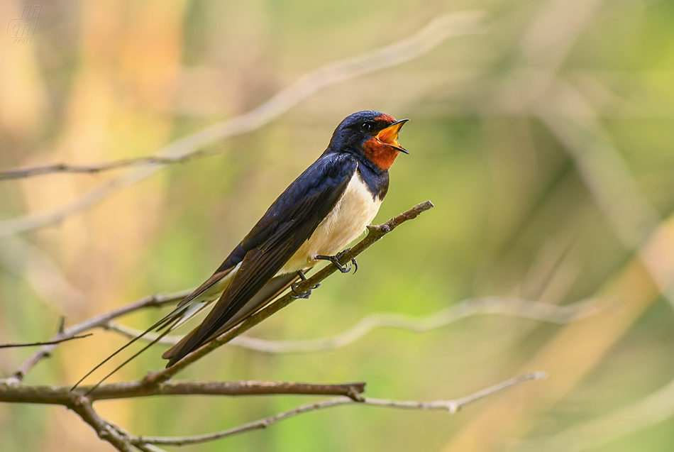 vlaštovka obecná - Hirundo rustica