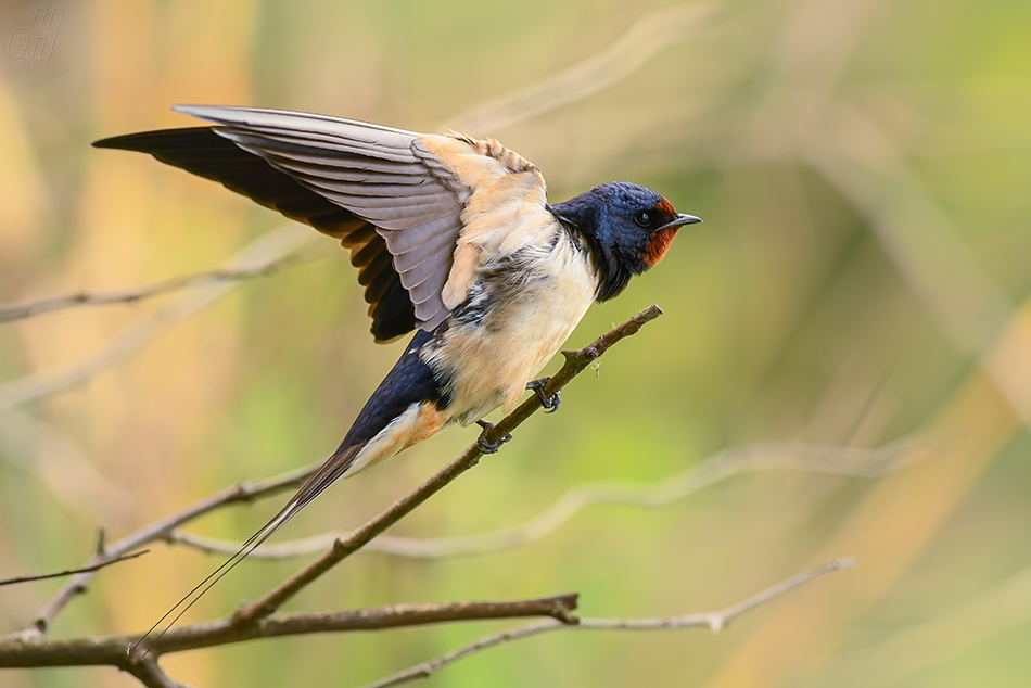 vlaštovka obecná - Hirundo rustica