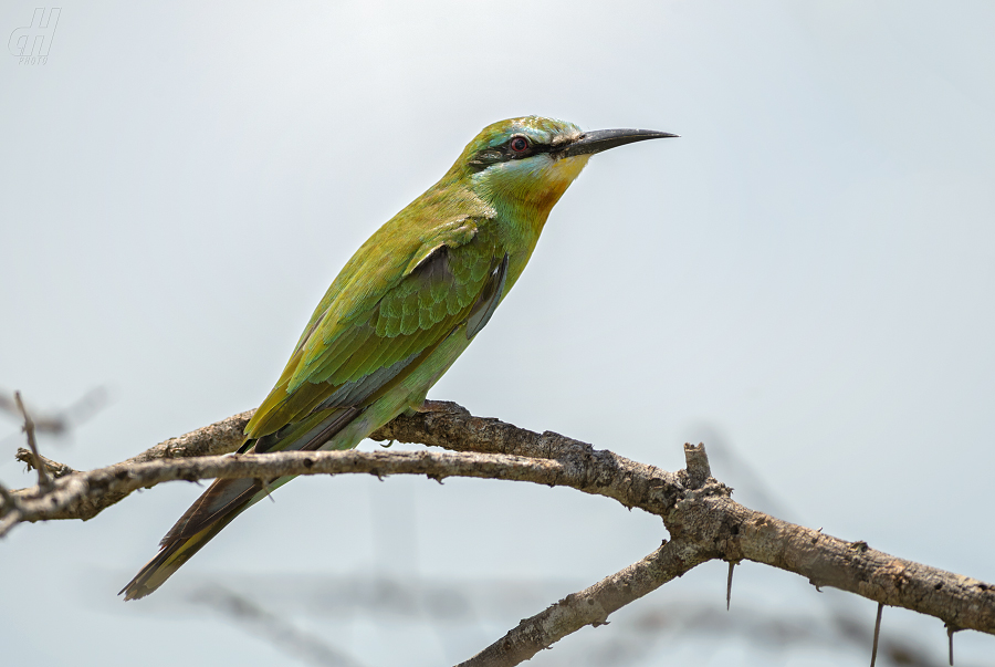 vlha modrolící - Merops persicus