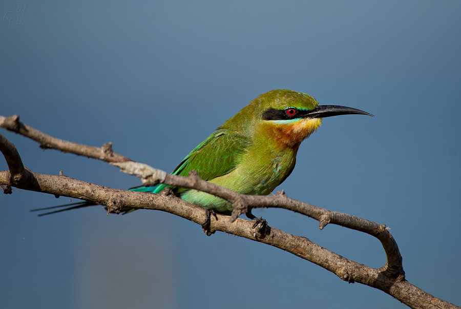 vlha modroocasá - Merops philippinus