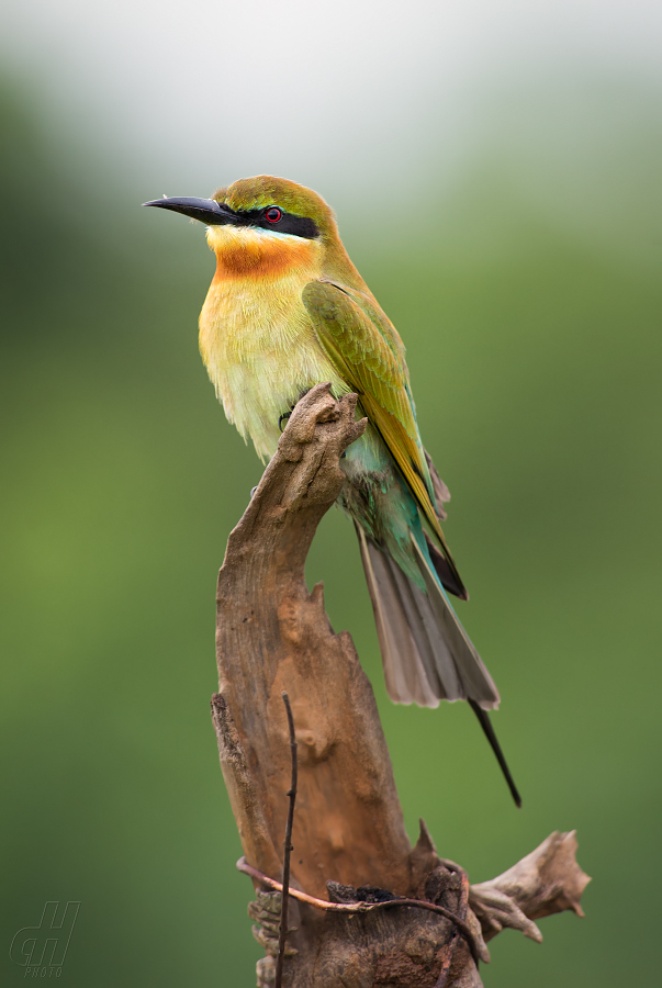 vlha modroocasá - Merops philippinus