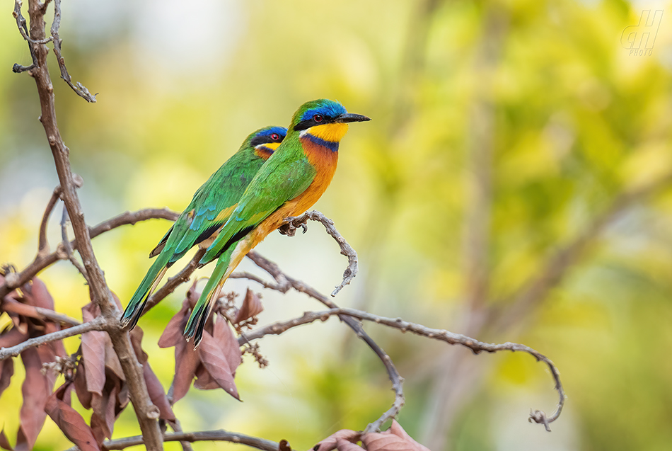 vlha modroprsá - Merops variegatus