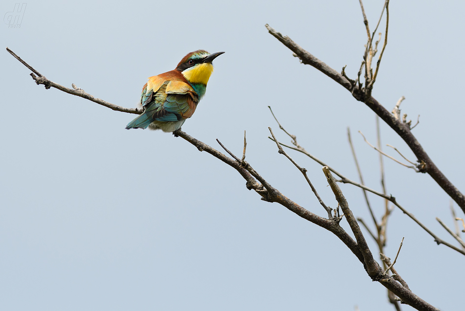 vlha pestrá - Merops apiaster