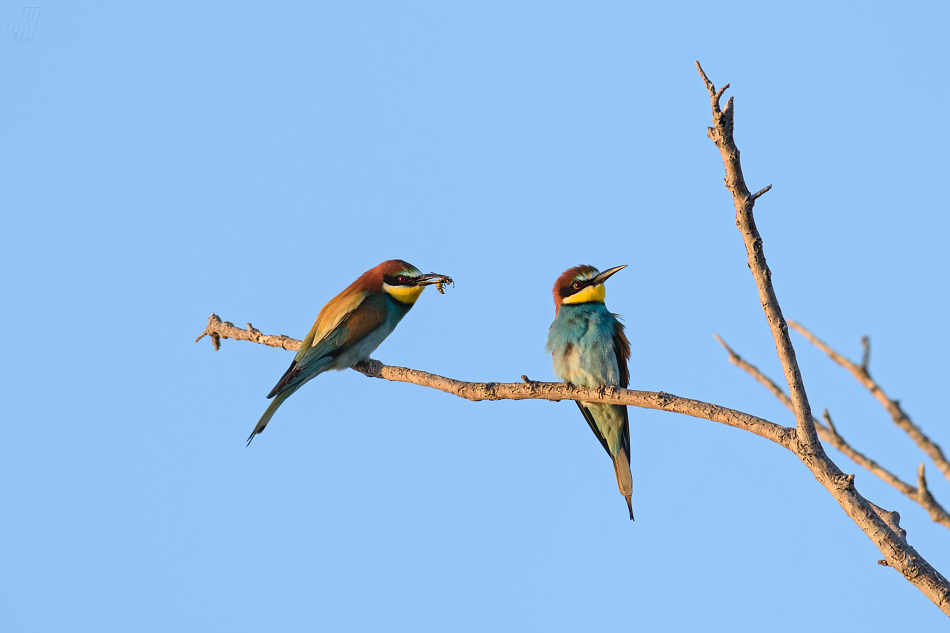 vlha pestrá - Merops apiaster