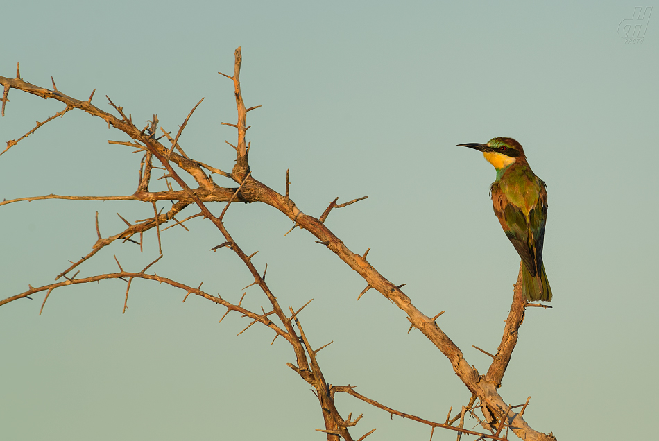 vlha pestrá - Merops apiaster