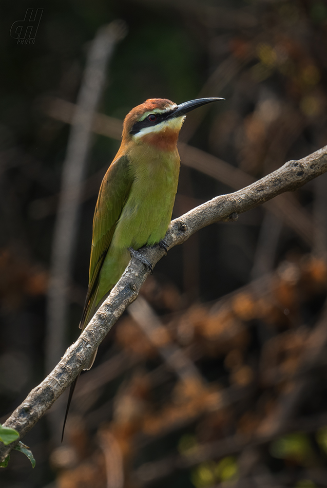 vlha zelená - Merops superciliosus