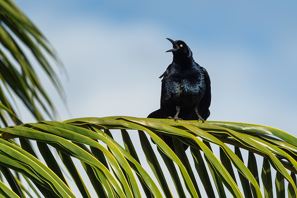 vlhovec velkoocasý - Quiscalus mexicanus