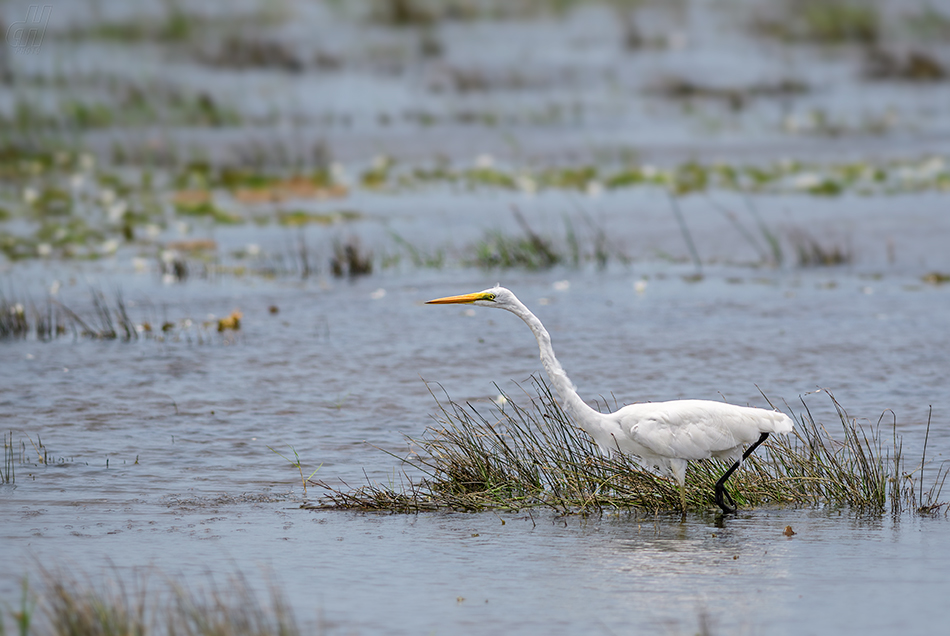 volavka bílá - Ardea alba