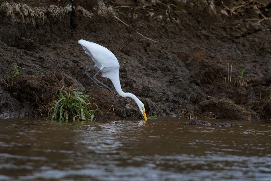 volavka bílá - Ardea alba