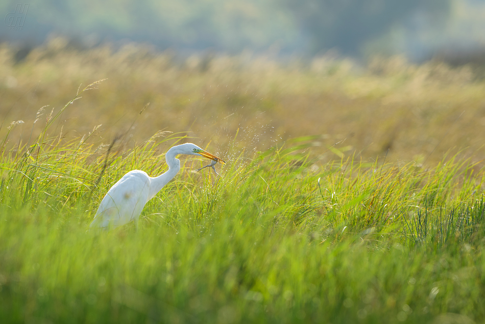 volavka bílá - Ardea alba