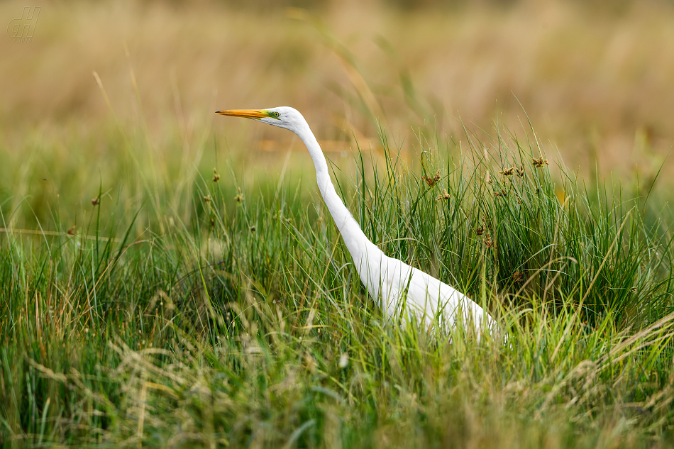 volavka bílá - Ardea alba