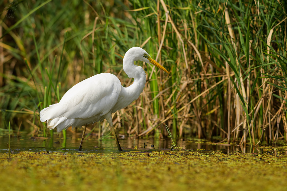 volavka bílá - Ardea alba