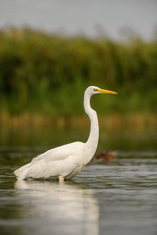 volavka bílá - Ardea alba