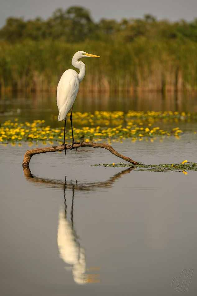 volavka bílá - Ardea alba