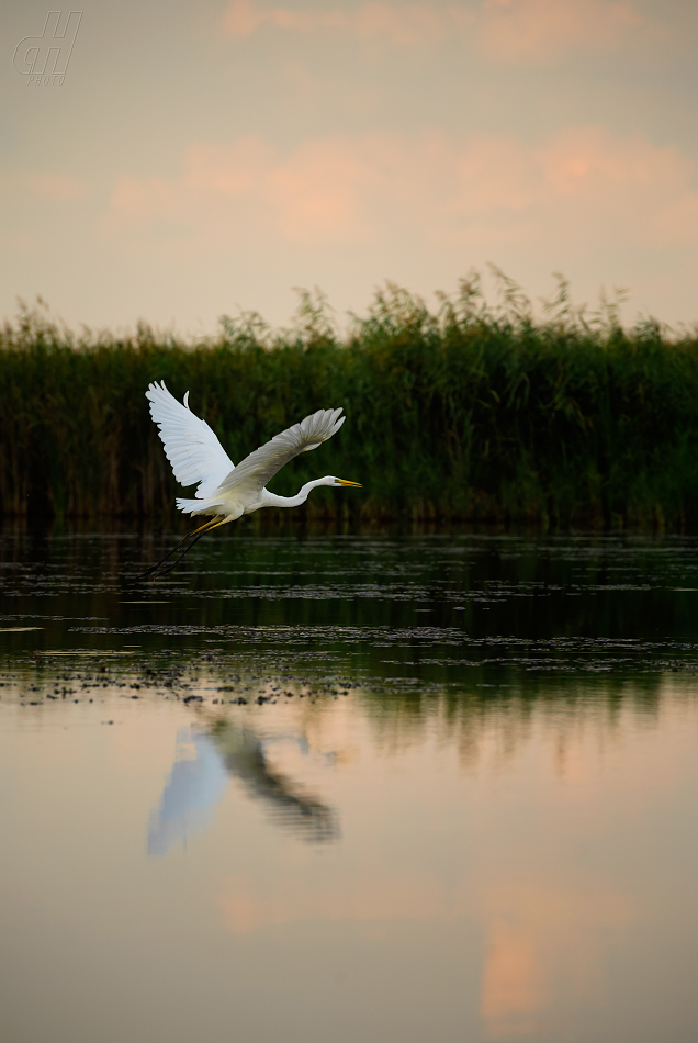 volavka bílá - Ardea alba