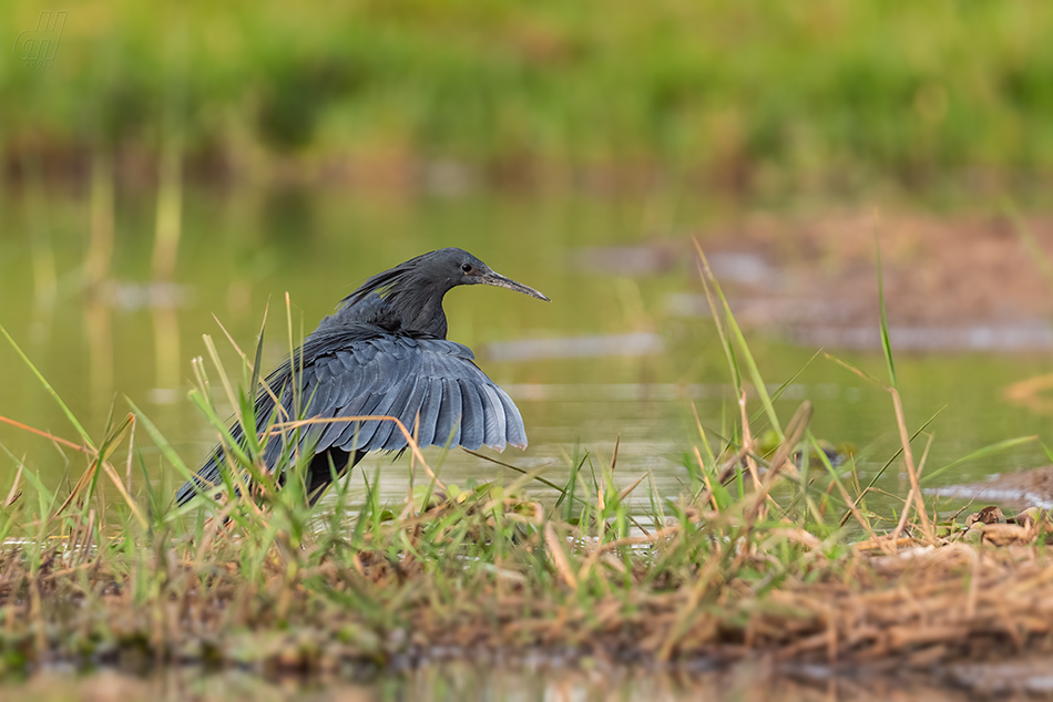 volavka černá - Egretta ardesiaca