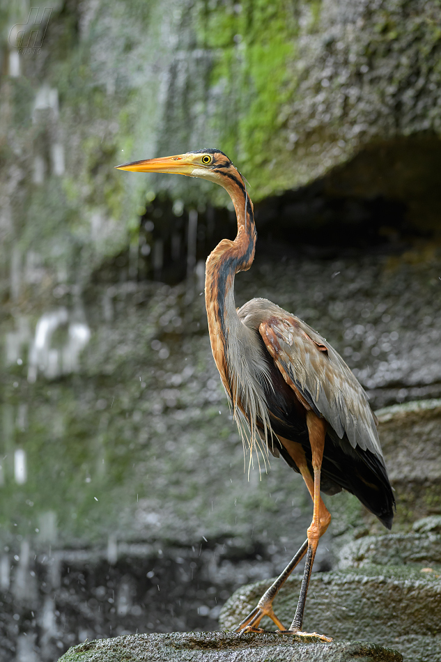 volavka červená - Ardea purpurea