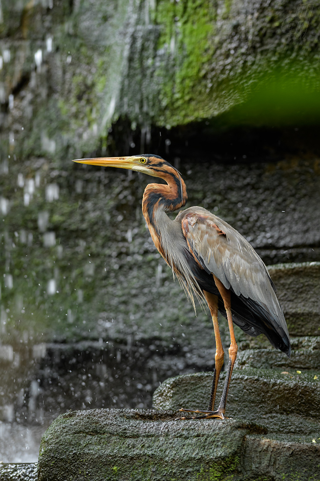 volavka červená - Ardea purpurea