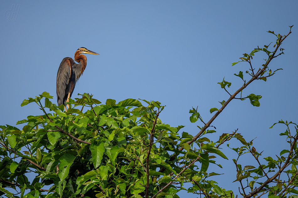 volavka červená - Ardea purpurea