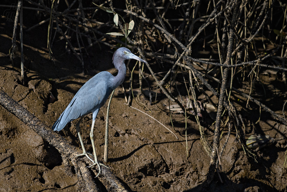 volavka modrošedá - Egretta caerulea