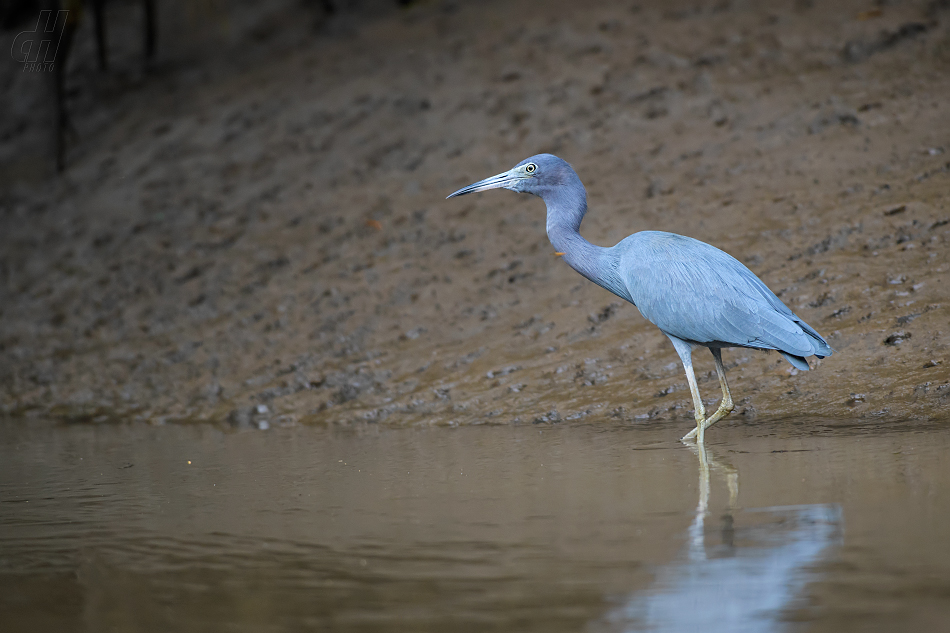 volavka modrošedá - Egretta caerulea