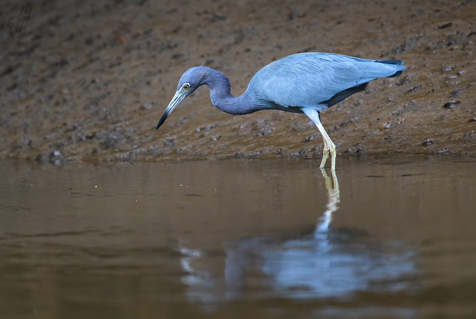 volavka modrošedá - Egretta caerulea