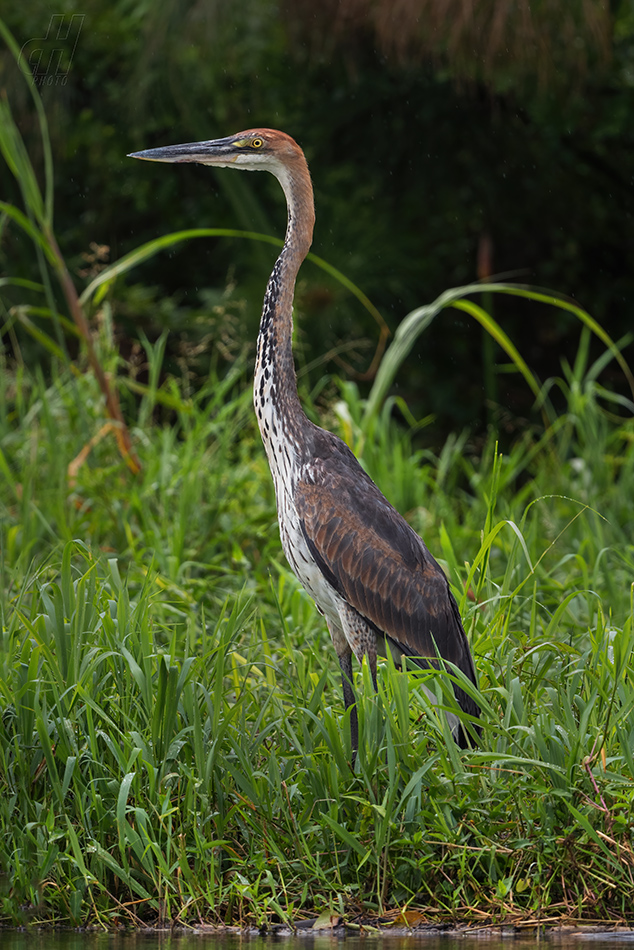 volavka obrovská - Ardea goliath