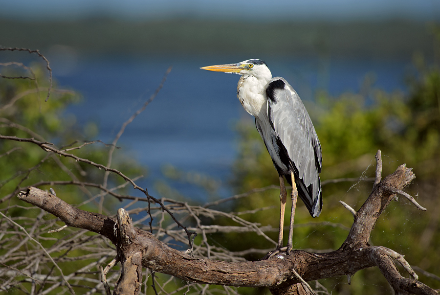 volavka popelavá - Ardea cinerea