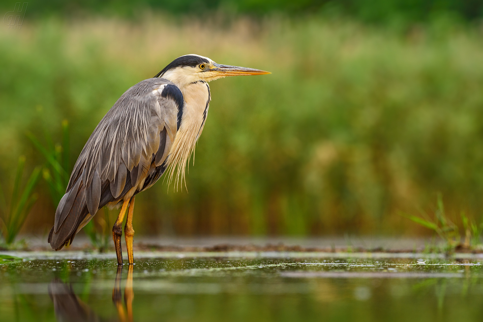 volavka popelavá - Ardea cinerea