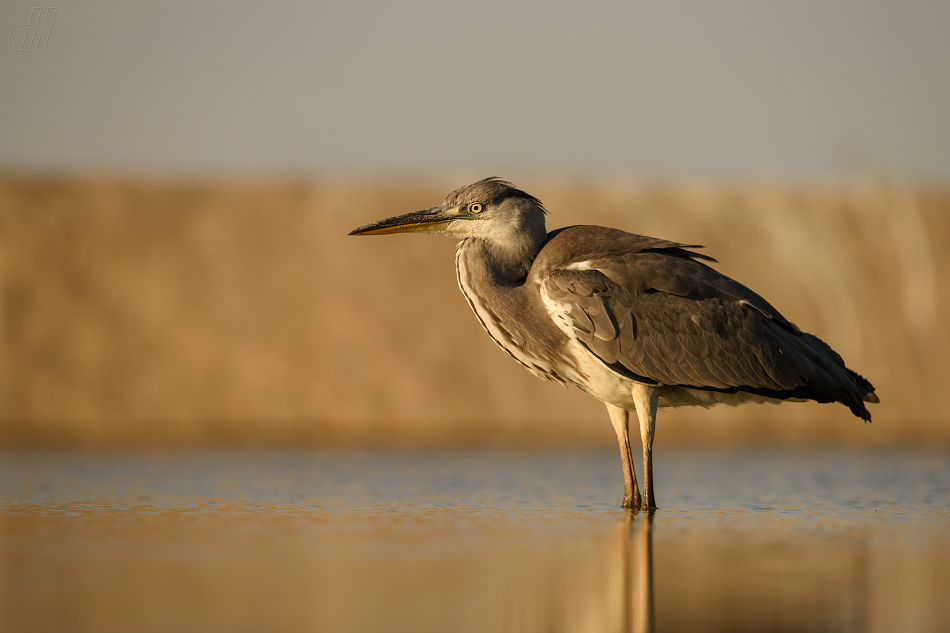 volavka popelavá - Ardea cinerea