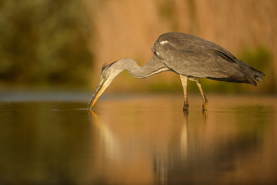 volavka popelavá - Ardea cinerea