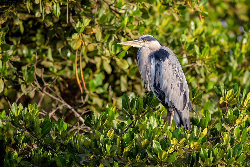 volavka popelavá - Ardea cinerea