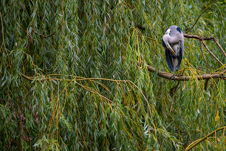 volavka popelavá - Ardea cinerea