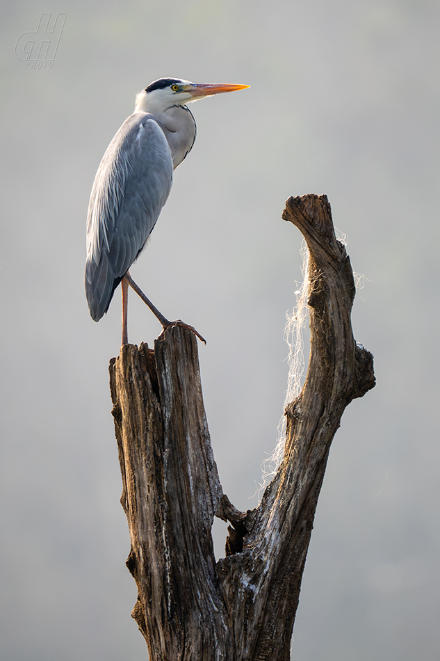 volavka popelavá - Ardea cinerea