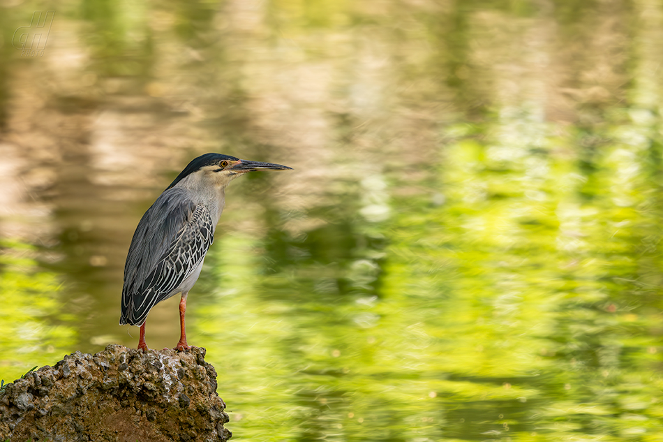 volavka proměnlivá - Butorides striata