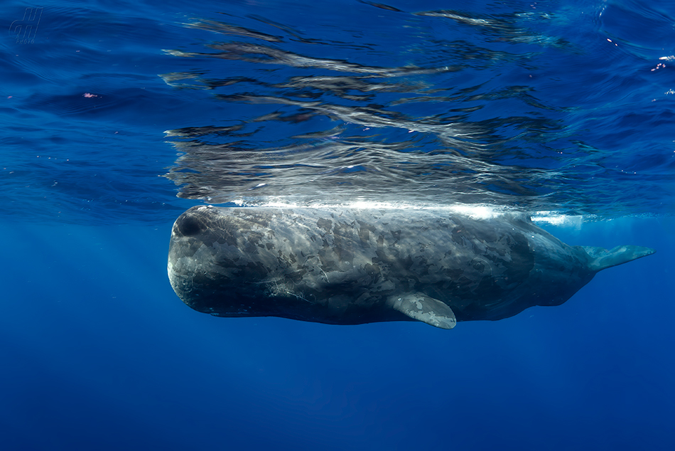 vorvaň - Physeter macrocephalus