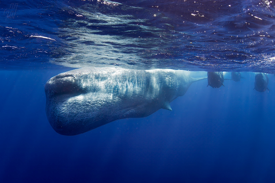 vorvaň - Physeter macrocephalus